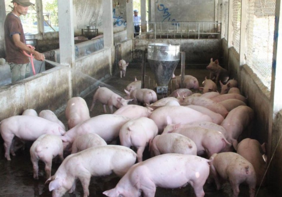 Quá trình chăn nuôi heo thải ra nhiều nước thải với hàm lượng ô nhiễm cao