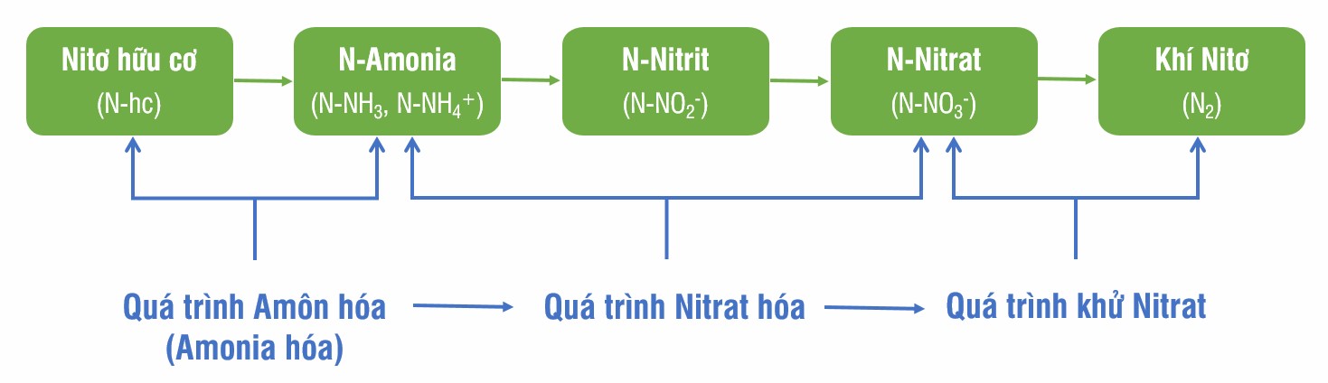 Quá trình chuyển hóa N2 thành NH4: Bí mật của sự cố định nitơ trong tự nhiên