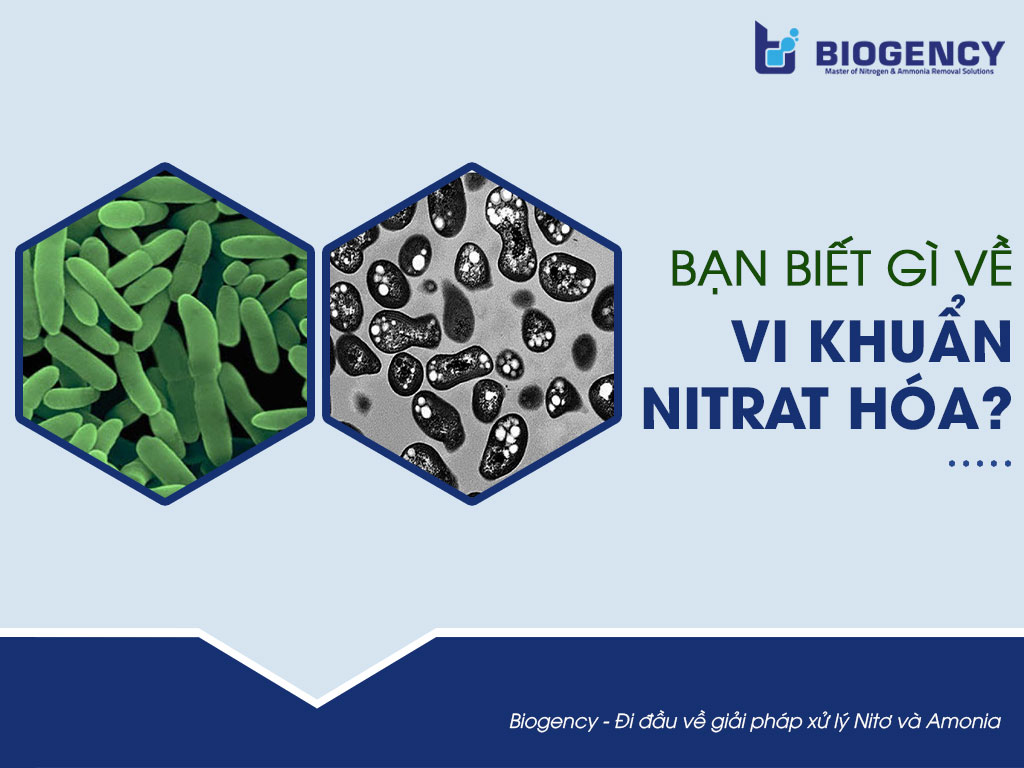 Bạn biết gì về vi khuẩn Nitrat hóa?