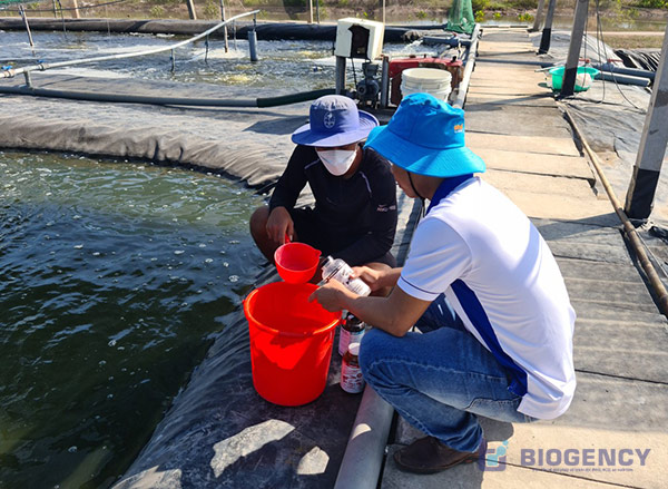 Xử lý khí độc trong ao nuôi tôm là việc làm cần thiết để nuôi tôm phát triển khỏe, sinh trưởng tốt và chất lượng thịt đạt yêu cầu