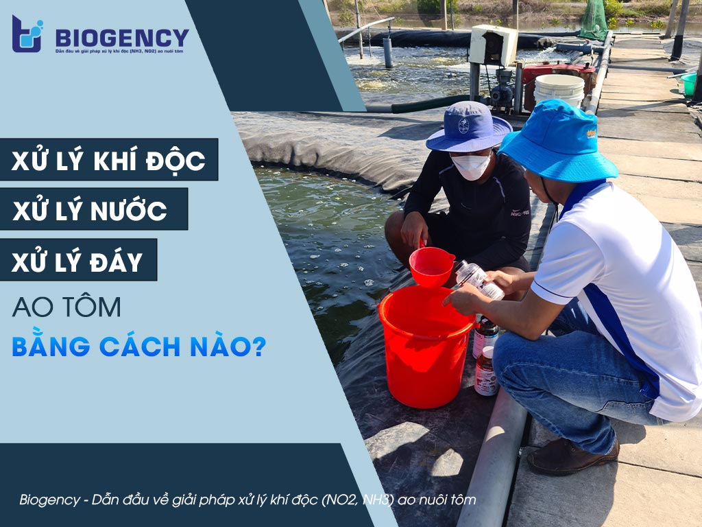 Xử lý khí độc, xử lý nước và xử lý đáy ao tôm bằng cách nào