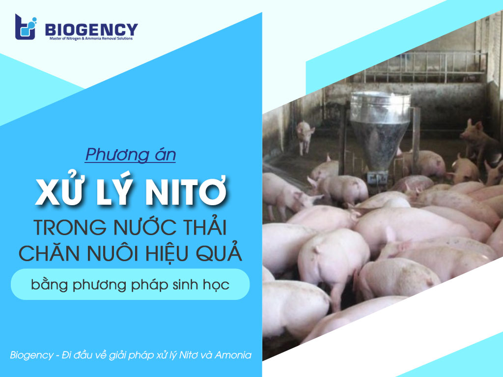 Phương án xử lý Nitơ trong nước thải chăn nuôi hiệu quả bằng phương pháp sinh học