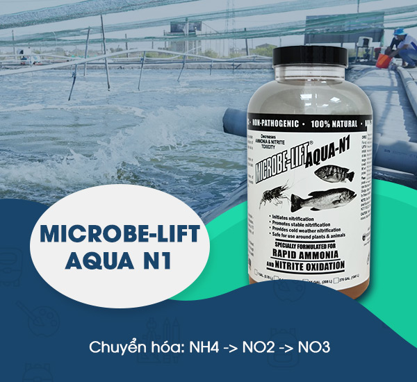 Men vi sinh Microbe-Lift AQUA N1 chứa các chủng vi sinh chuyên biệt cho quá trình Nitrat hóa trong ao tôm.