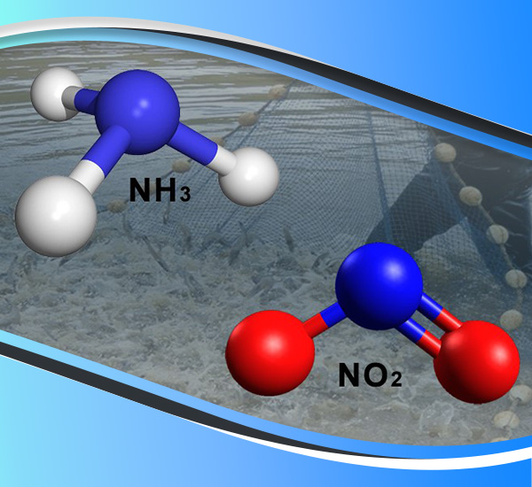 NH3, NO2 gây nên vấn đề khí độc trong ao nuôi, là nỗi lo hàng đầu của người nuôi tôm