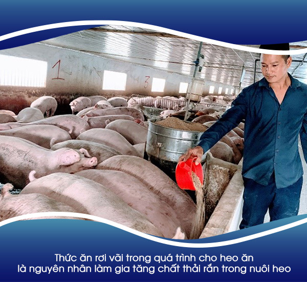 Thức ăn rơi vãi trong quá trình cho heo ăn là nguyên nhân làm gia tăng chất thải rắn trong nuôi heo