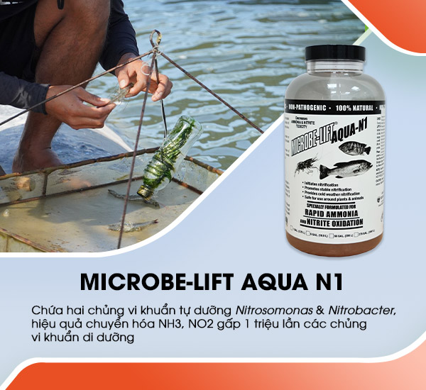 Men vi sinh Microbe-Lift AQUA N1 xử lý khí độc vượt trội với hai chủng vi khuẩn tự dưỡng Nitrosomonas và Nitrobacter
