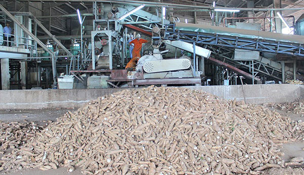 Nhà máy chế biến tinh bột sắn