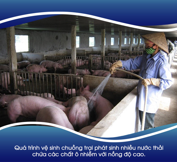 Quá trình vệ sinh chuồng trại phát sinh nhiều nước thải chứa các chất ô nhiễm với nồng độ cao