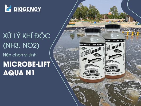 Men vi sinh Microbe-Lift AQUA N1 xử lý khí độc NH3, NO2 hiệu quả nhờ hai chủng vi khuẩn Nitrosomonas và Nitrobacter