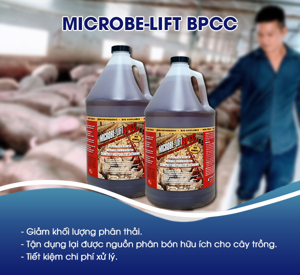 Men vi sinh Microbe-Lift BPCC chứa các chủng vi sinh chuyên biệt, sử dụng như chất xúc tác để thúc đẩy quá trình ủ phân diễn ra nhanh hơn, chất lượng phân được đảm bảo hơn