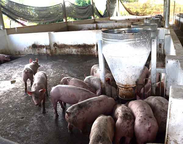 Trang trại chăn nuôi heo phát sinh nhiều mùi hôi