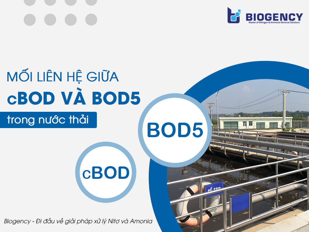 Mối liên hệ giữa cBOD và BOD5 trong nước thải