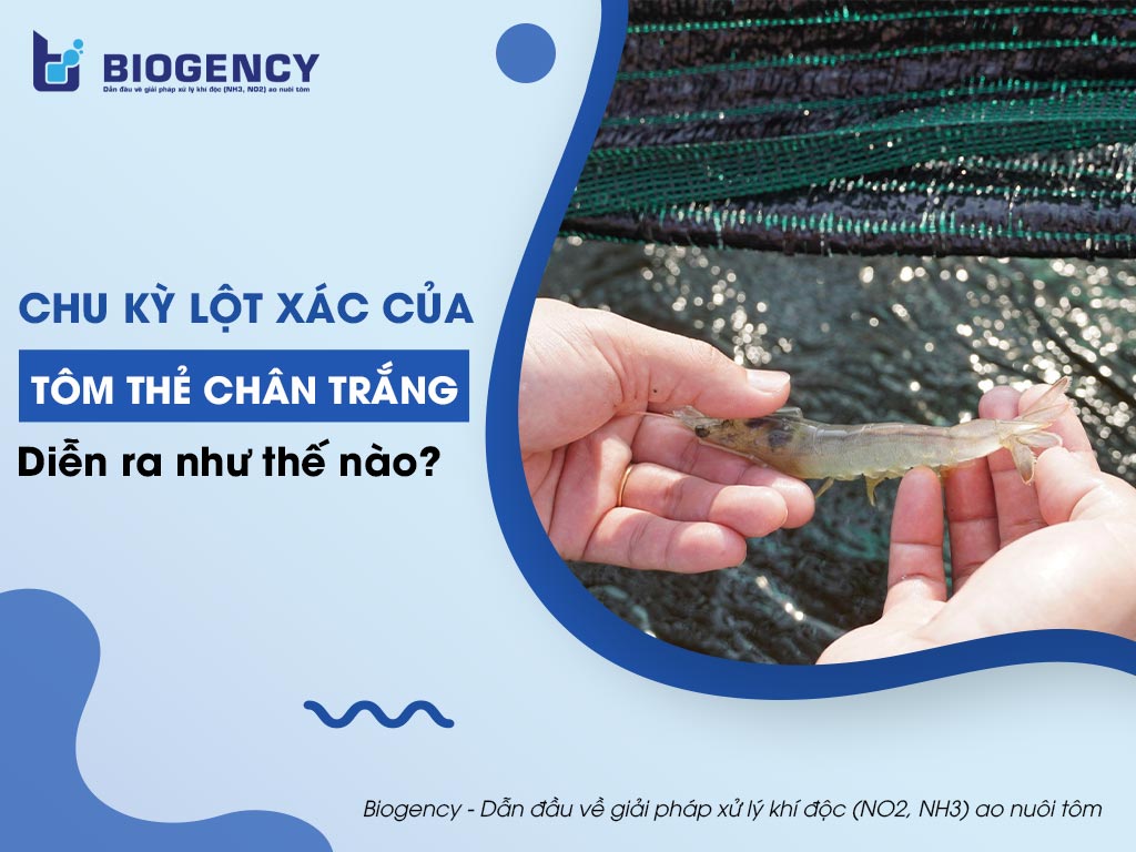Chu kỳ lột xác của tôm thẻ chân trắng diễn ra như thế nào? Các yếu tố nào cần quan tâm khi tôm lột xác?