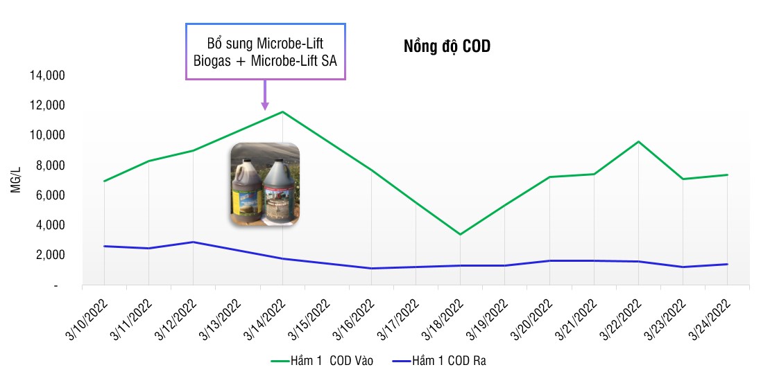 Đồ thị thể hiện nồng độ COD vào và ra Hầm Biogas 1 (tính theo mg/l)