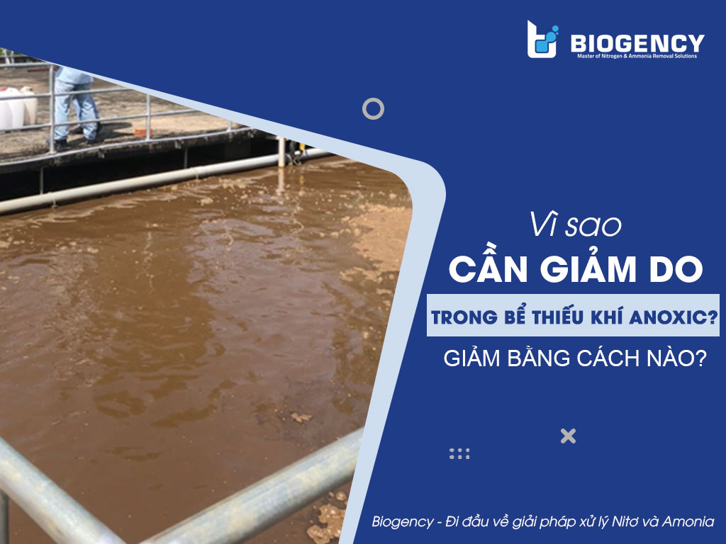 Vì sao cần giảm DO trong bể thiếu khí Anoxic? Giảm bằng cách nào?