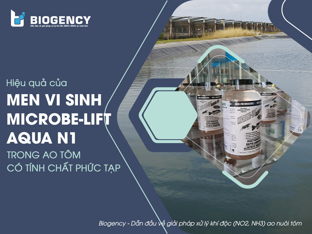 Hiệu quả của Men vi sinh Microbe-Lift AQUA N1 trong ao tôm có tính chất phức tạp