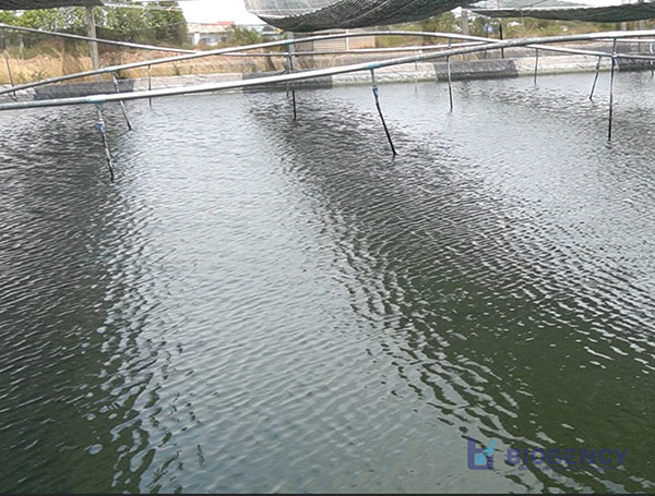 Hiểu rõ chất lượng nước ao nuôi tôm để kiểm soát và tránh các chi phí sử dụng các sản phẩm không cần thiết.