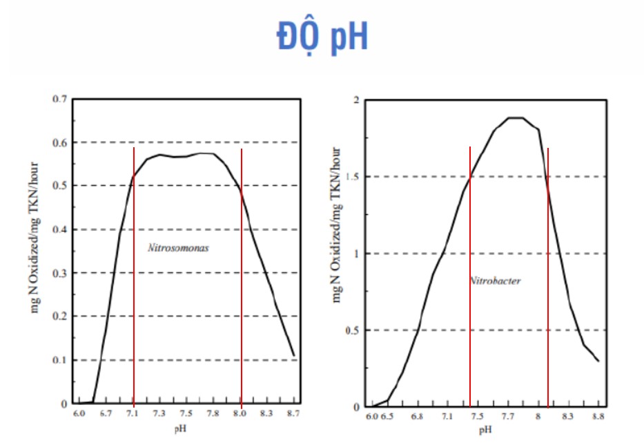 . Khoảng pH phù hợp cho hai chủng vi khuẩn Nitrosomonas và Nitrobacter phát triển