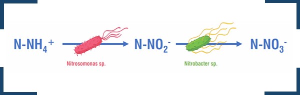 . Quá trình chuyển hóa Amoniac sang Nitrat của hai chủng vi sinh Nitrosomonas và Nitrobacter