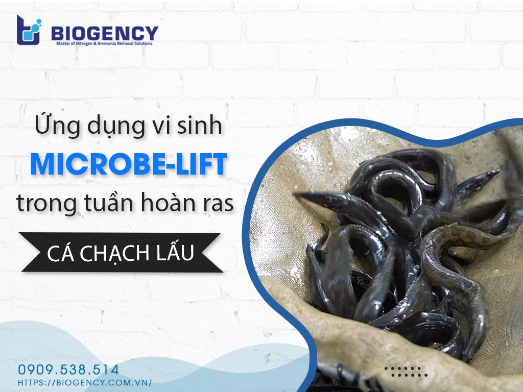 Tuần hoàn RAS cá chạch lấu