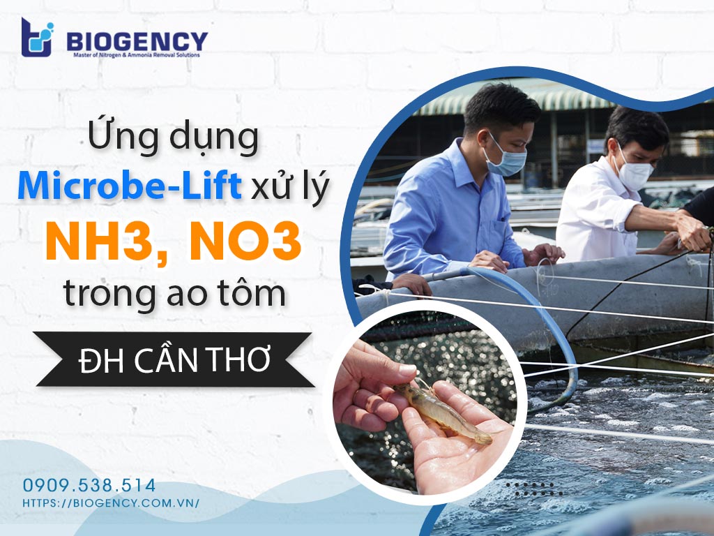 Xử lý NH3 NO3 trong ao nuôi tôm
