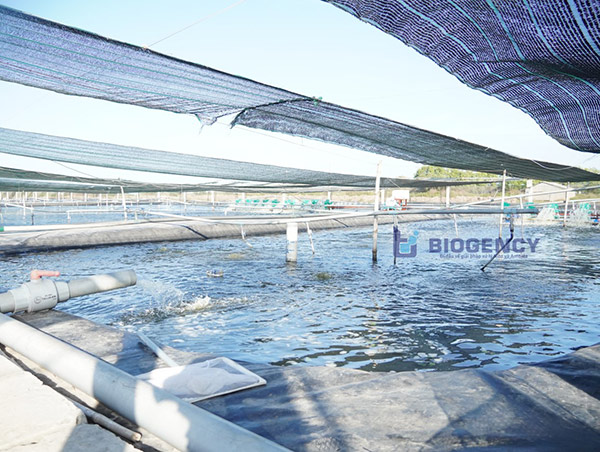 Xử lý nước ao nuôi tôm là yêu cầu cần được thực hiện trong suốt quá trình nuôi. – chèn logo biogency mờ