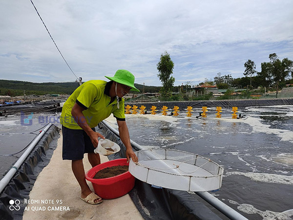 Trong tháng đầu sau khi thả giống, nên chia cữ ăn của tôm ra thành 4 đến 5 cữ ăn/ ngày