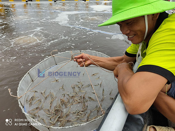 Quan sát tôm hằng ngày để đảm bảo tôm đang phát triển tốt