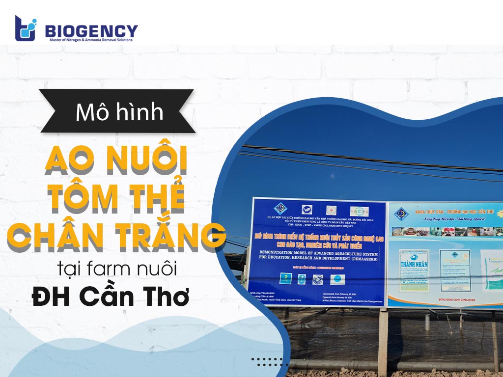 ao nuôi tôm thẻ chân trắng