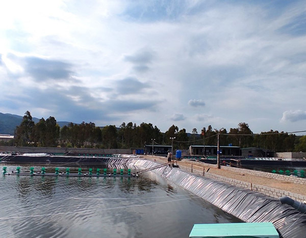 Chuẩn bị ao tôm sạch là cách giúp nuôi tôm đạt chất lượng