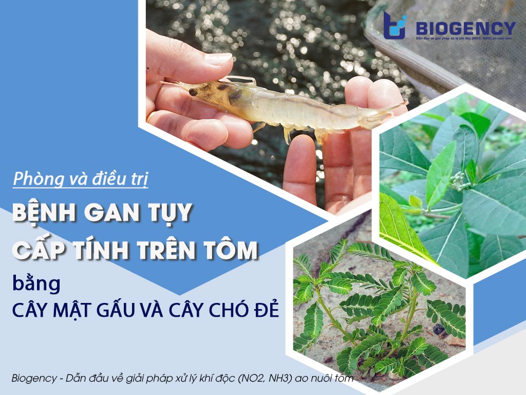 Điều trị Bệnh gan tụy cấp tính trên tôm bằng cây Mật gấu & cây Chó đẻ