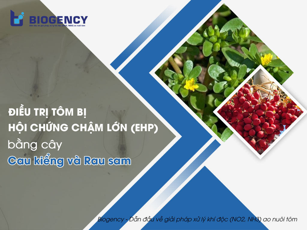 Điều trị tôm bị hội chứng chậm lớn (EHP) bằng cây Cau kiểng và Rau sam