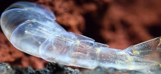 Khi tôm sắp lột vỏ, cần chú ý bổ sung đủ khoáng chất cho tôm để quá trình lột vỏ diễn ra thuận lợi.