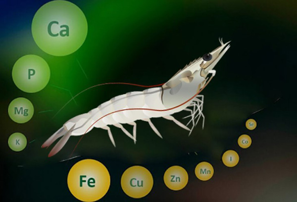 Khoáng chất rất quan trọng trong quá trình lột xác của tôm