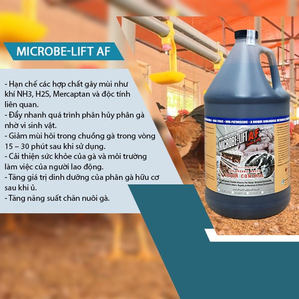 Microbe-Lift AF là dòng men vi sinh chứa các chủng vi khuẩn có khả năng khử mùi hôi chuồng gà hiệu quả đến từ Mỹ, do Viện Sinh Thái Hoa Kỳ sản xuất.