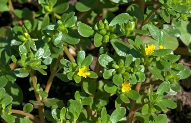 Rau sam giúp phòng và điều trị bệnh tôm chậm lớn