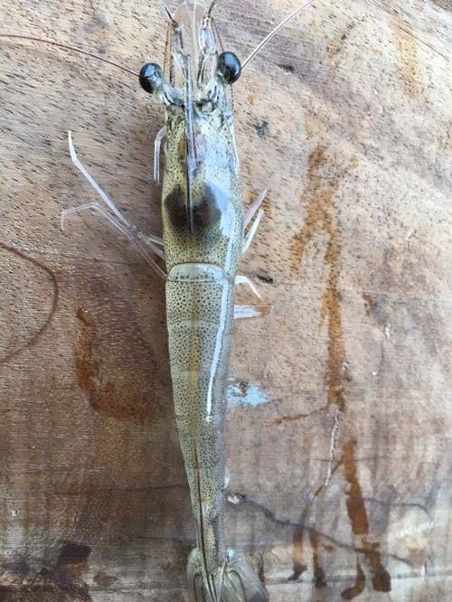 Tôm bị bệnh gan tụy cấp tính.