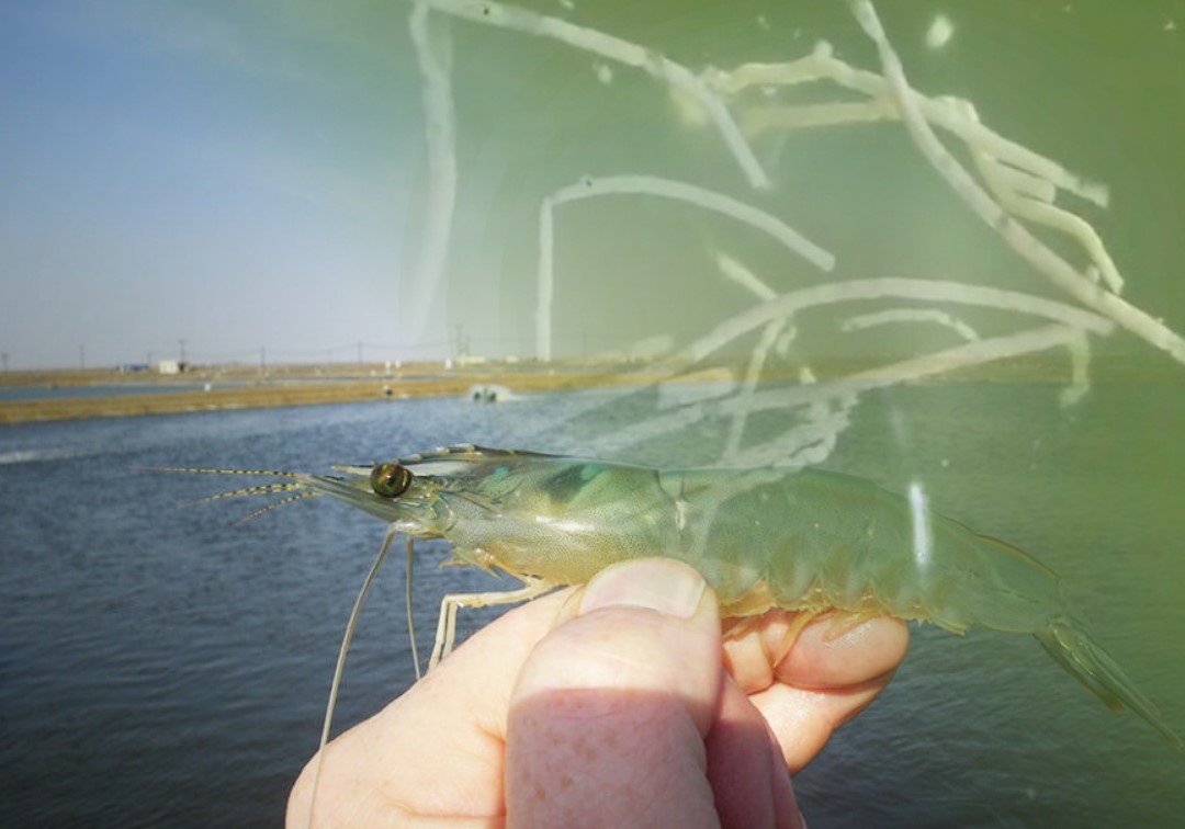 Tôm bị bệnh phân trắng có khả năng nhiễm ký sinh trùng EHP cao hơn với tỷ lệ nhiễm lên đến 96%.