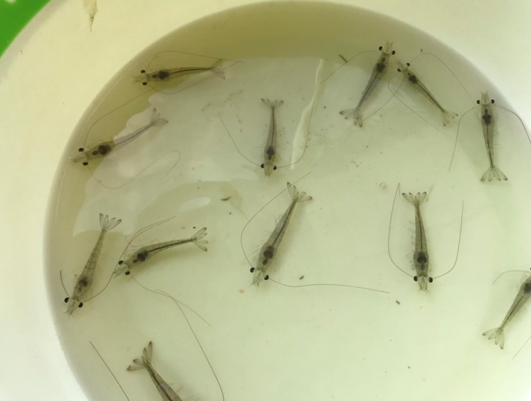 Tôm bị chậm lớn là một trong những bệnh thường gặp ở tôm, do ký sinh trùng Enterocytozoon hepatopenaei (EHP) gây ra