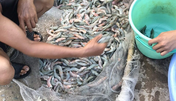 Tôm rớt đáy do nhiễm khí độc