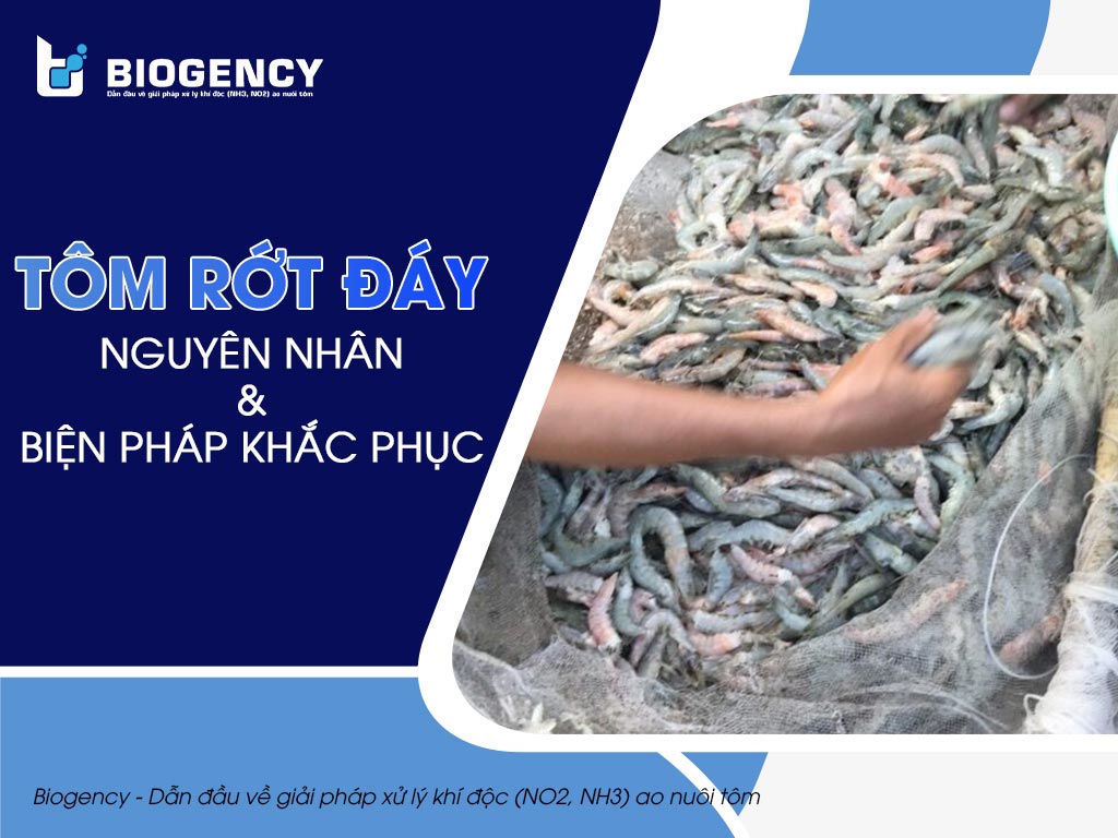 Tôm rớt đáy: Nguyên nhân và biện pháp khắc phục