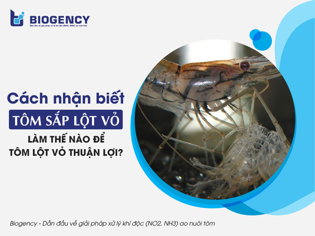 Cách nhận biết tôm sắp lột vỏ. Làm thế nào để tôm lột vỏ thuận lợi?