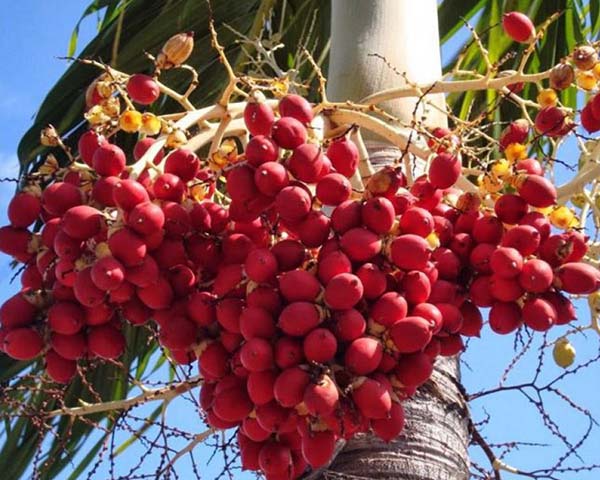 Trái cau kiểng giúp phòng và điều trị bệnh tôm chậm lớn