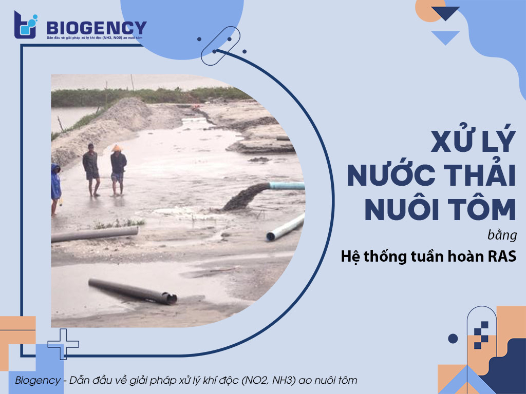 Xử lý nước thải nuôi tôm bằng Hệ thống tuần hoàn RAS