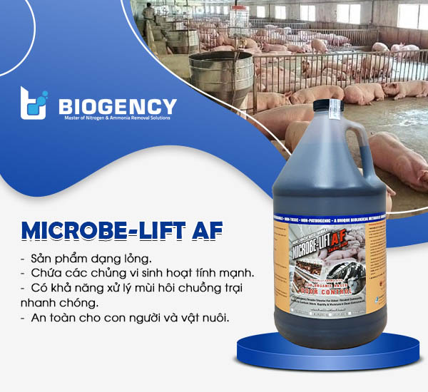 Men vi sinh Microbe-Lift AF chuyên xử lý mùi hôi chuồng trại chăn nuôi, sản phẩm được phát triển bởi Viện Nghiên Cứu Sinh Thái Hoa Kỳ.