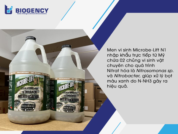Men vi sinh Microbe-Lift N1 nhập khẩu trực tiếp từ Mỹ chứa 02 chủng vi sinh vật chuyên cho quá trình Nitrat hóa là Nitrosomonas sp. và Nitrobacter, giúp xử lý bọt màu xanh do N-NH3 gây ra hiệu quả.