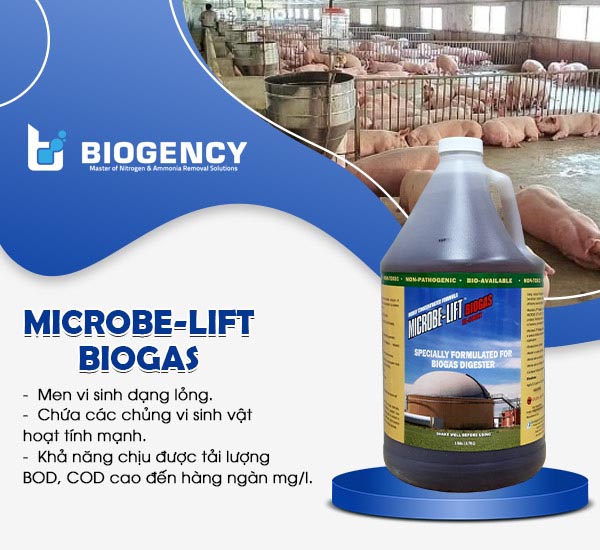 Men vi sinh Microbe-Lift BIOGAS có khả năng giúp hầm Biogas tăng khí đến 50%.