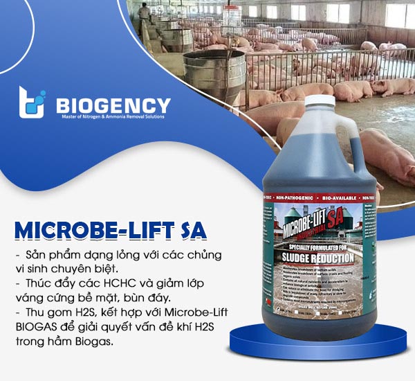 Men vi sinh Microbe-Lift SA được sử dụng để xử lý bùn đáy và lớp váng cứng bề mặt hầm Biogas.