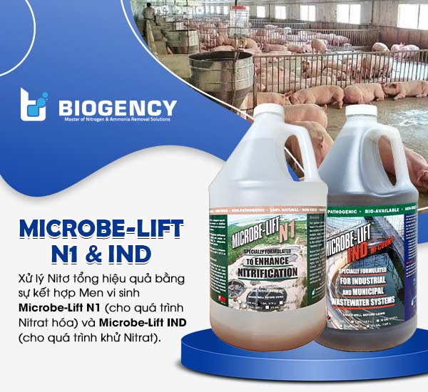 Sự kết hợp của Men vi sinh Microbe-Lift N1 và Microbe-Lift IND giúp xử lý hiệu quả chỉ tiêu Nitơ tổng trong hệ thống nước thải chăn nuôi heo.
