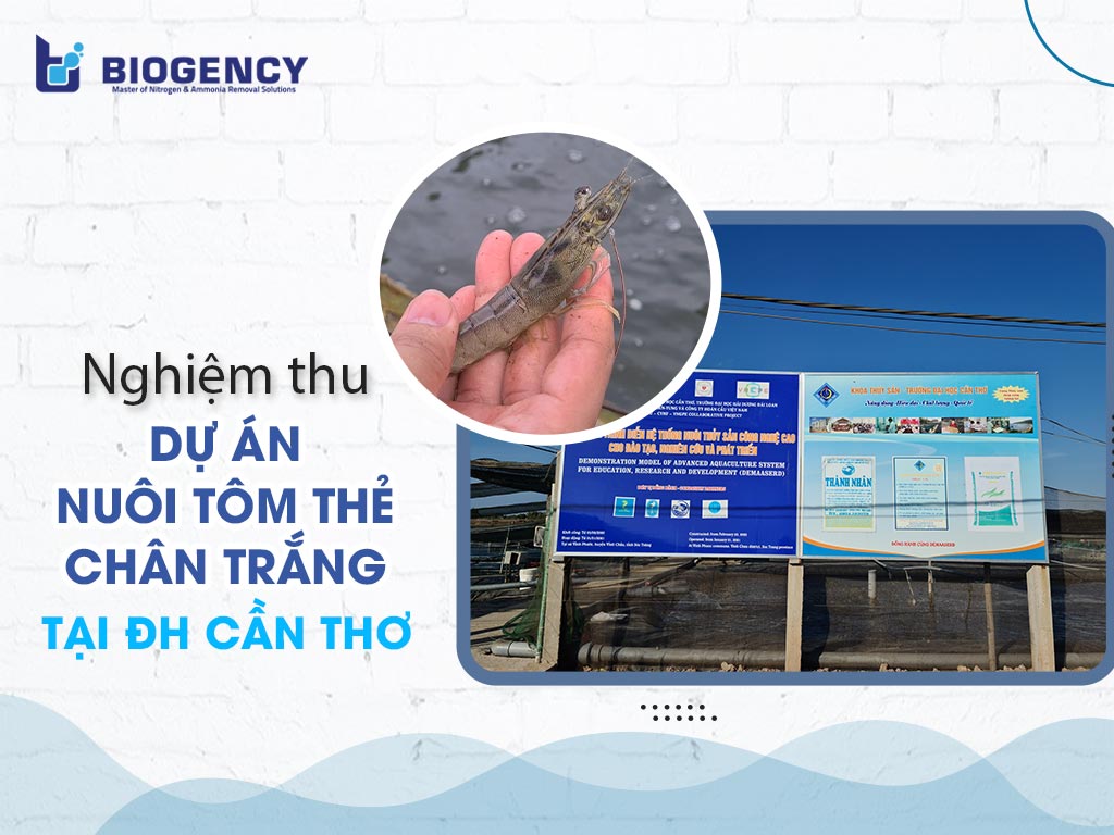 Nghiệm thu Dự án nuôi tôm thẻ chân trắng tại ĐH Cần Thơ